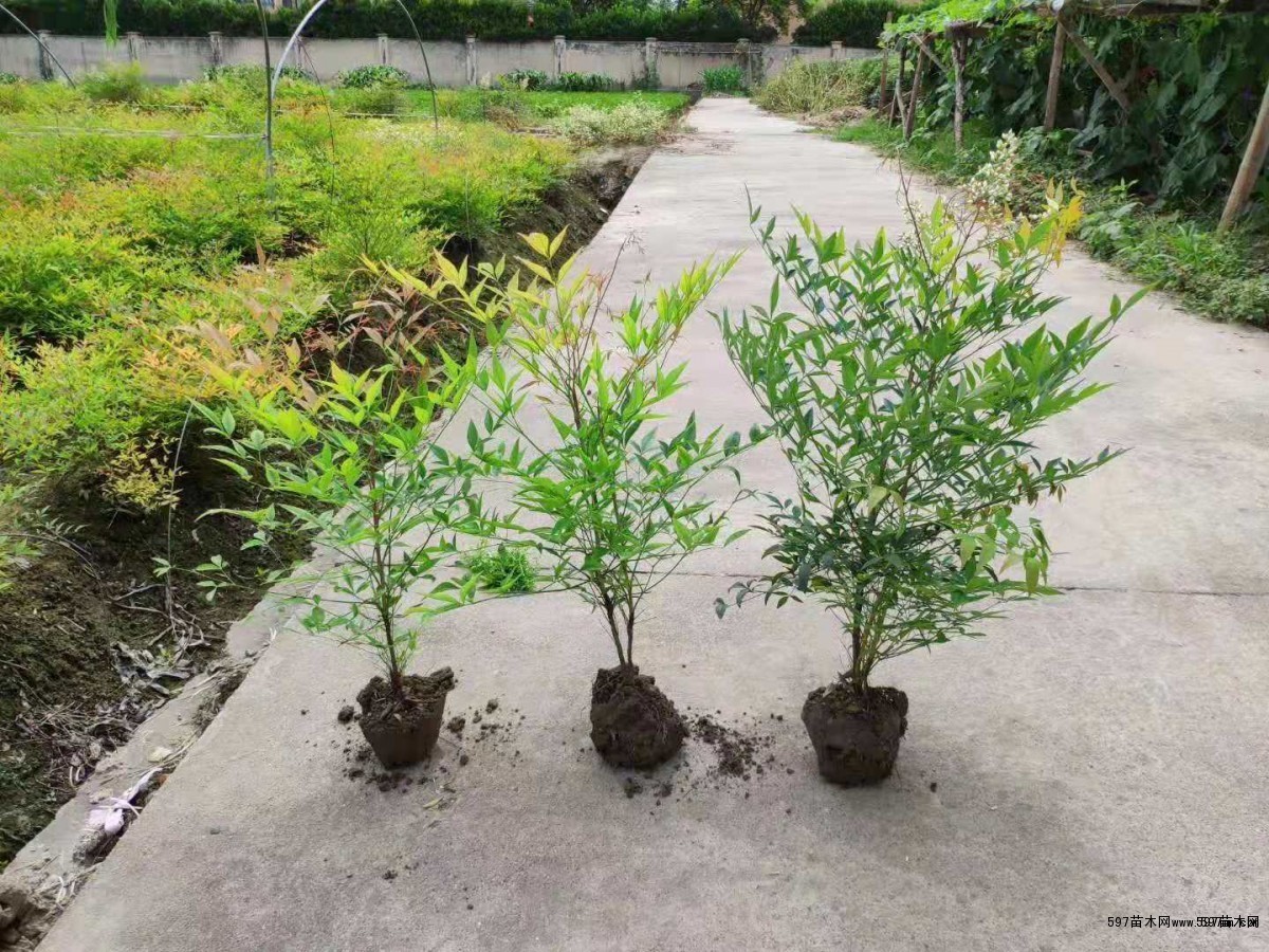 南天竹苗木南天竹杯苗