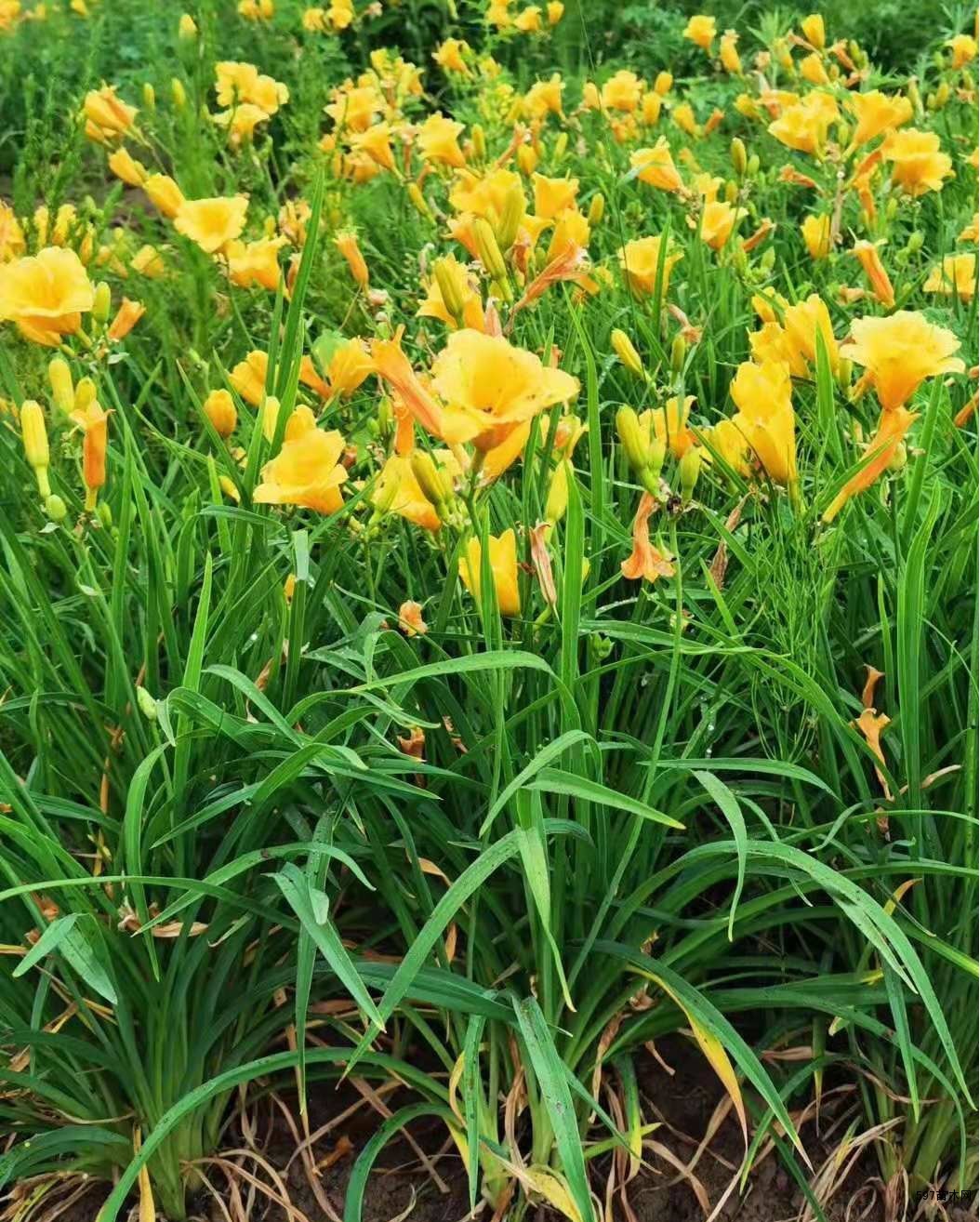 大花萱草草花大花萱草小苗