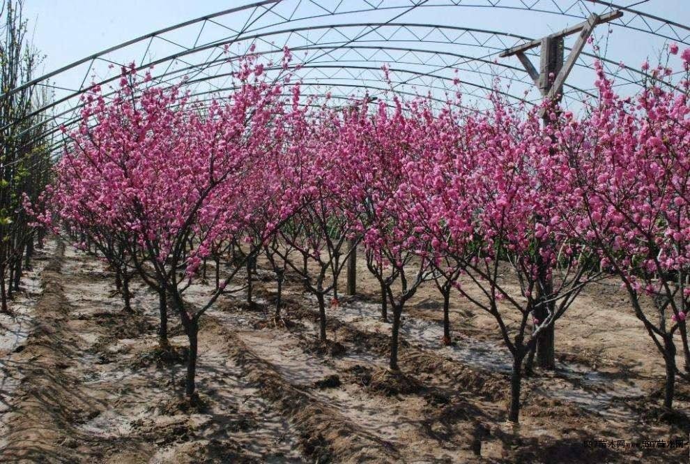 红梅小苗丛生红梅苗木