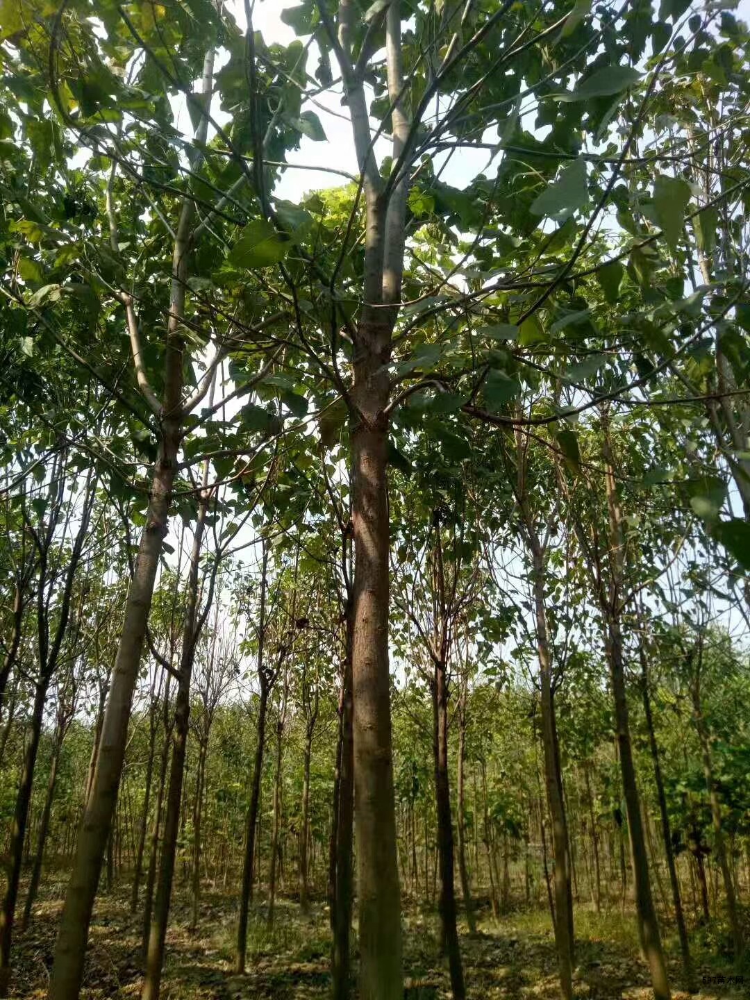 河北楸树基地大量出售楸树吴桥县楸树基地