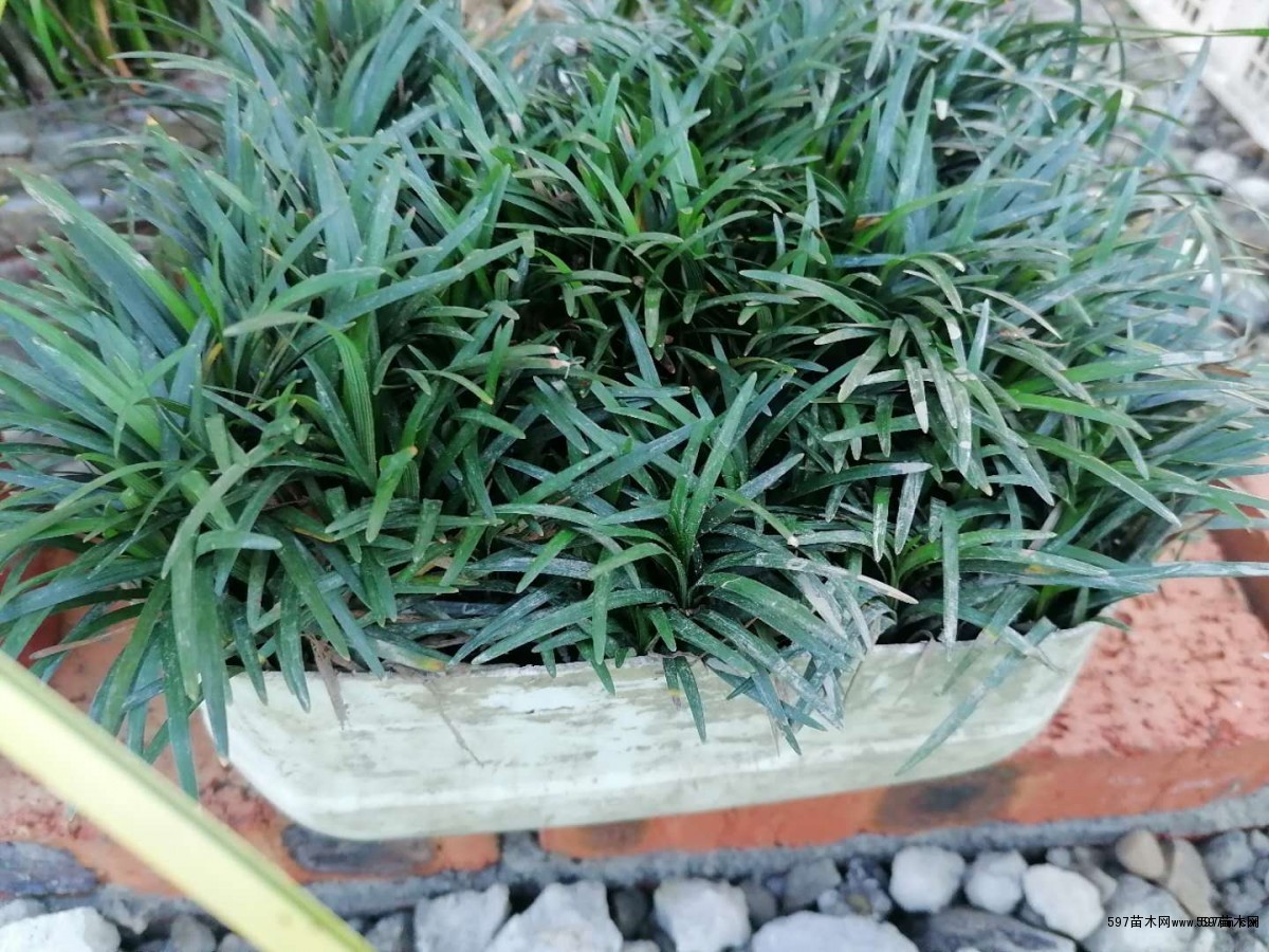 供应玉龙草日本矮麦冬图片玉龙草价格