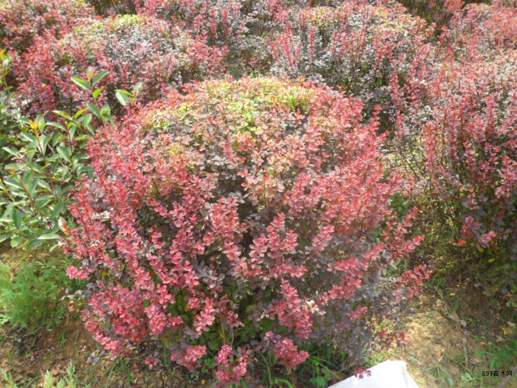 苗圃销售红叶小檗球红叶小波球图片红叶小檗球价格