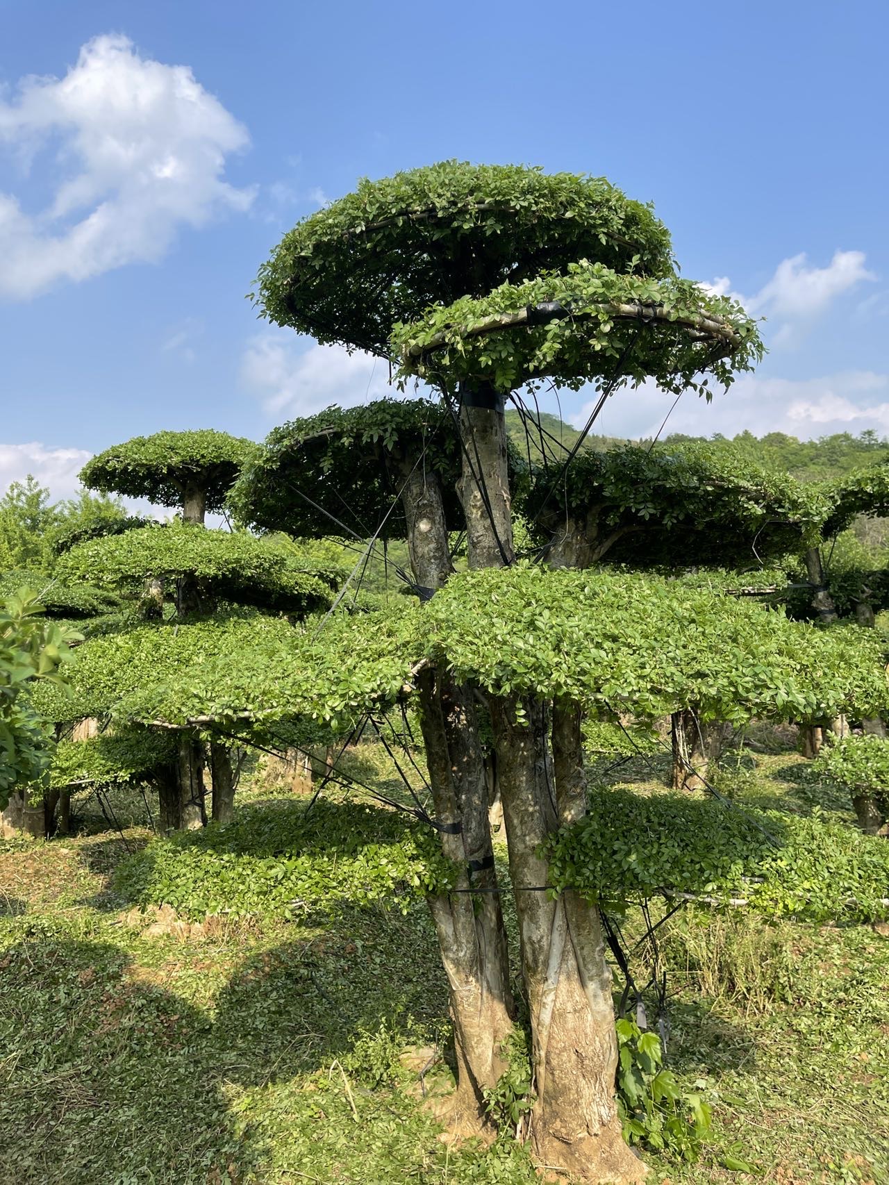 对节白蜡造型树