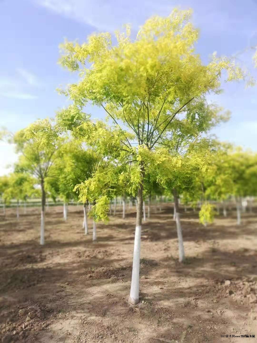 苗圃销售榆树金钱榆榔榆图片价格
