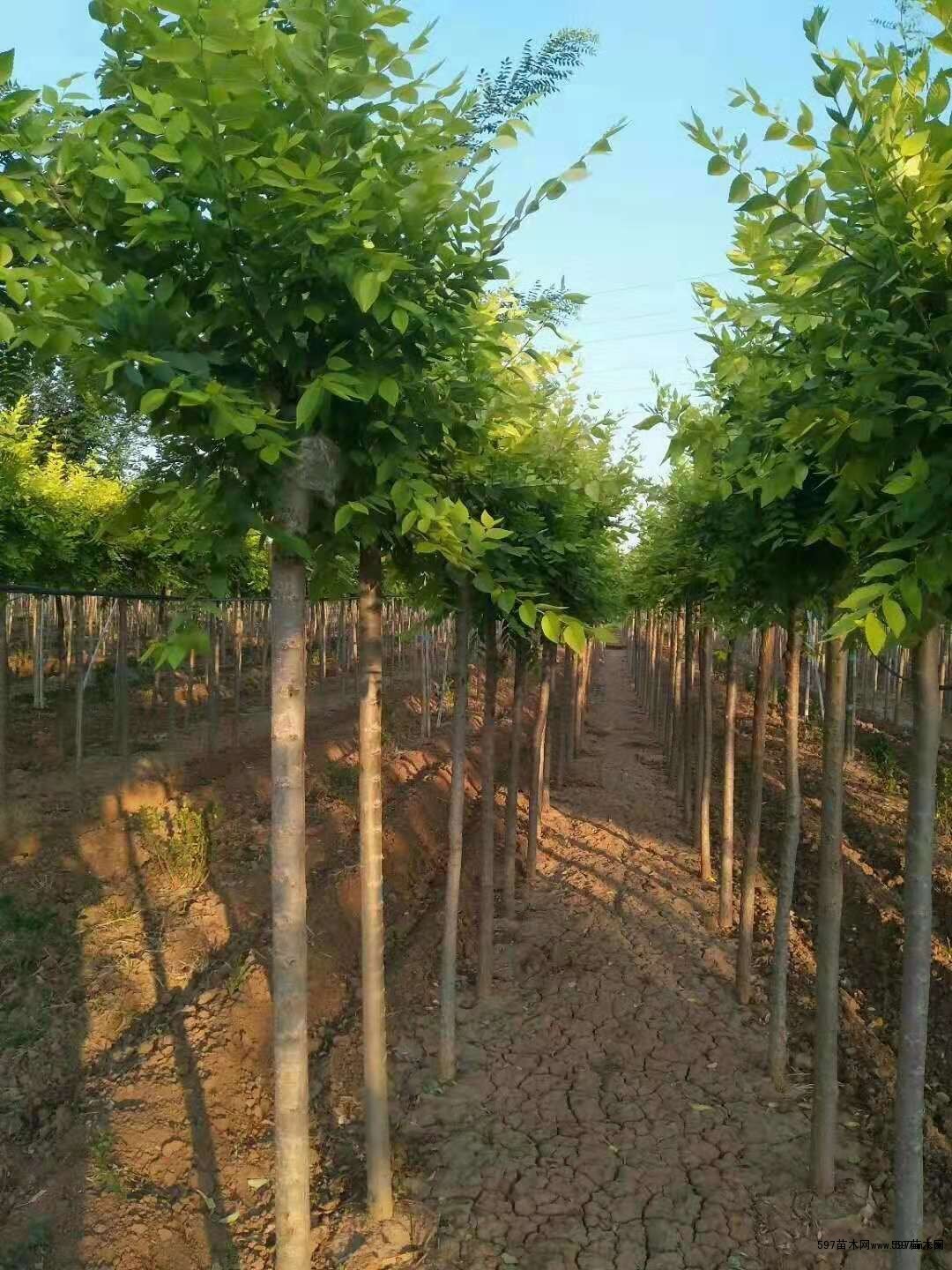 苗圃销售榆树金钱榆榔榆图片价格