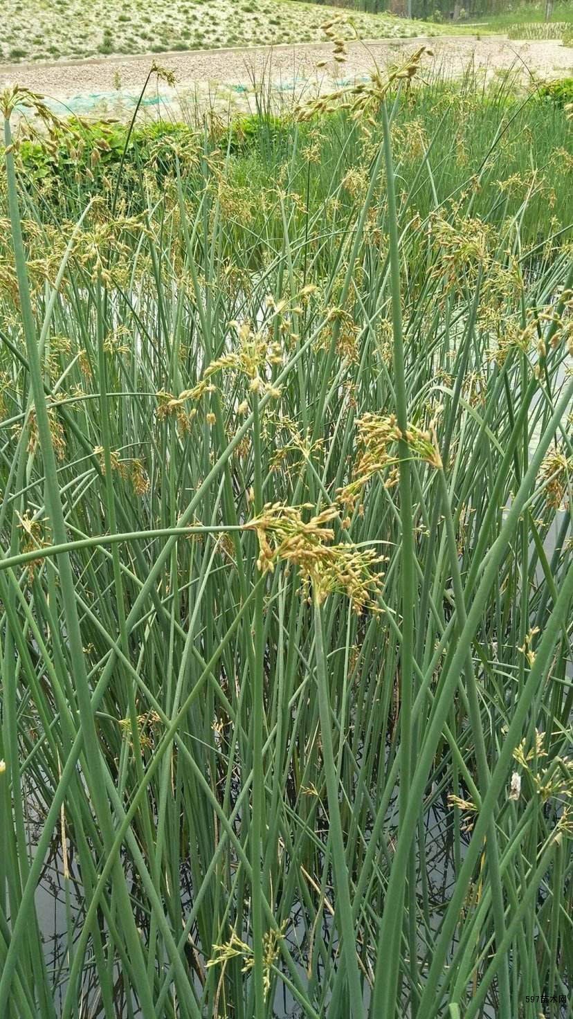 供应水葱水葱图片水葱怎么卖