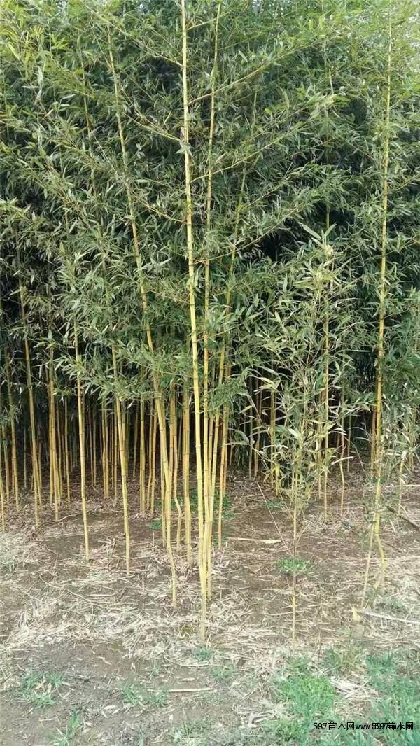 黄金竹价格黄金竹图片黄金竹产地金竹基地