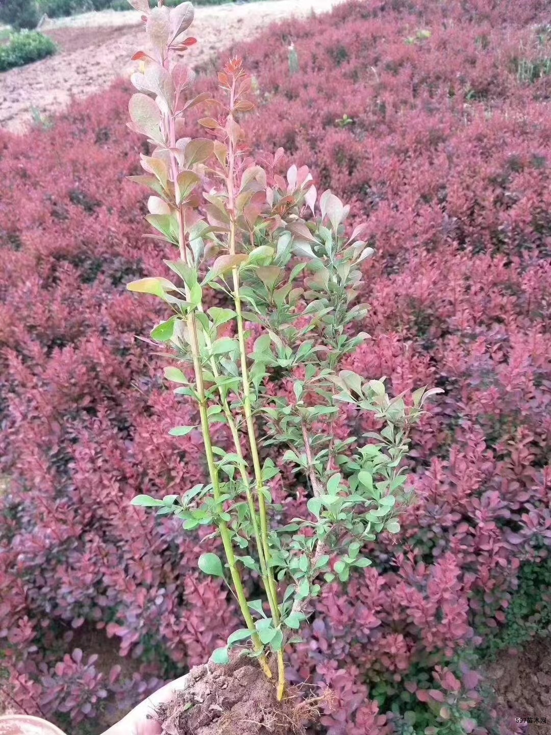 紫叶小檗红叶小檗红叶小檗球苗木