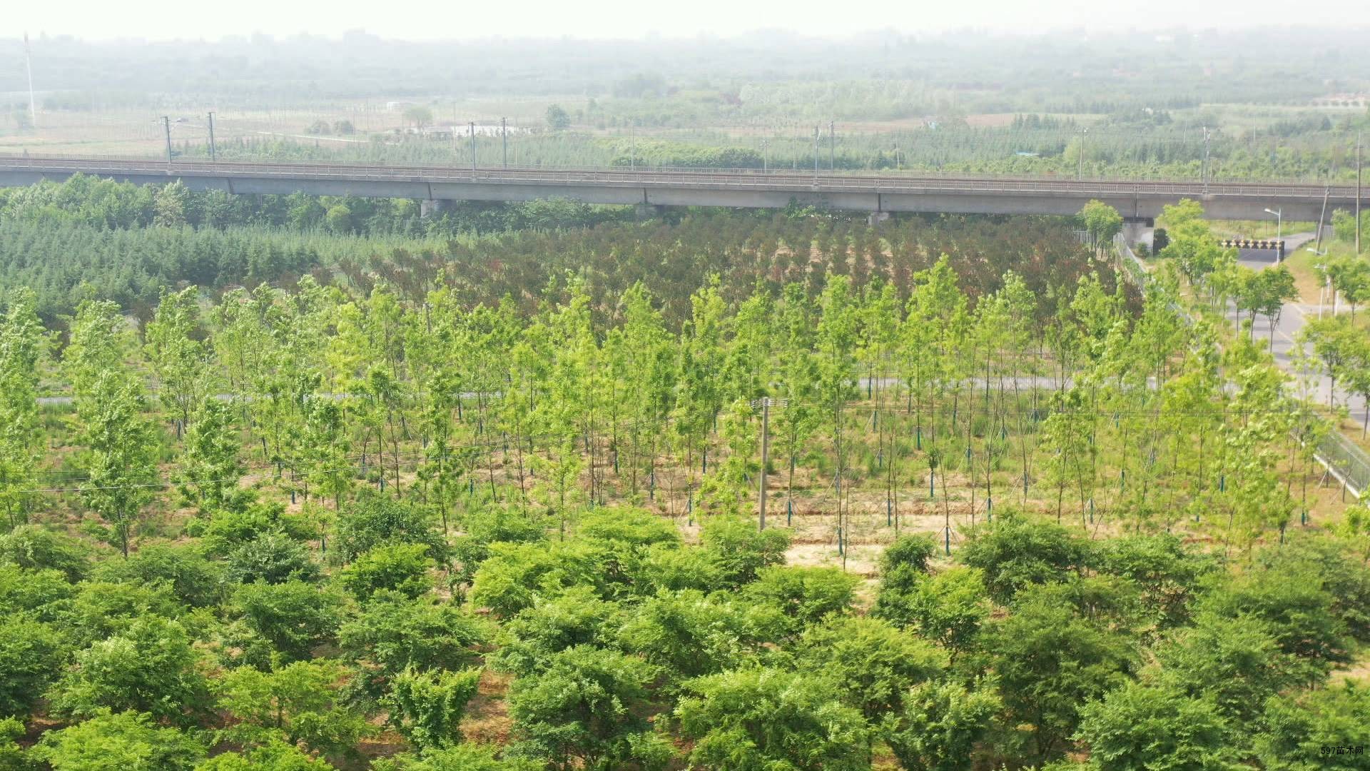 南京市浦口区汤泉街道是苗木之乡,曾以栽种亿株雪松为傲.