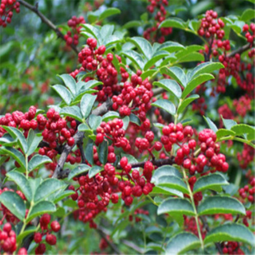 花椒苗价格：揭开这颗香料树的秘密