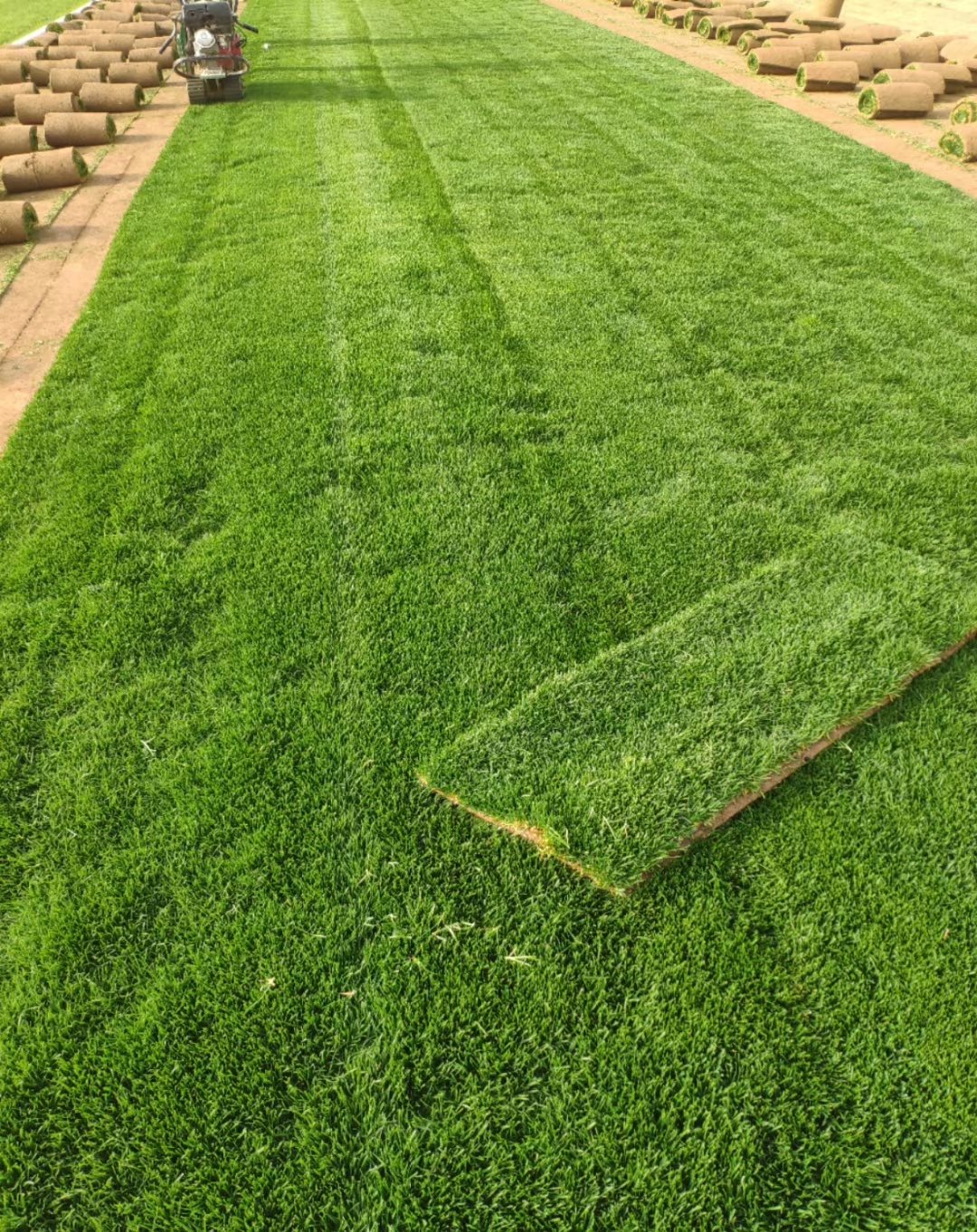 冬季也绿的草坪品种-597苗木网