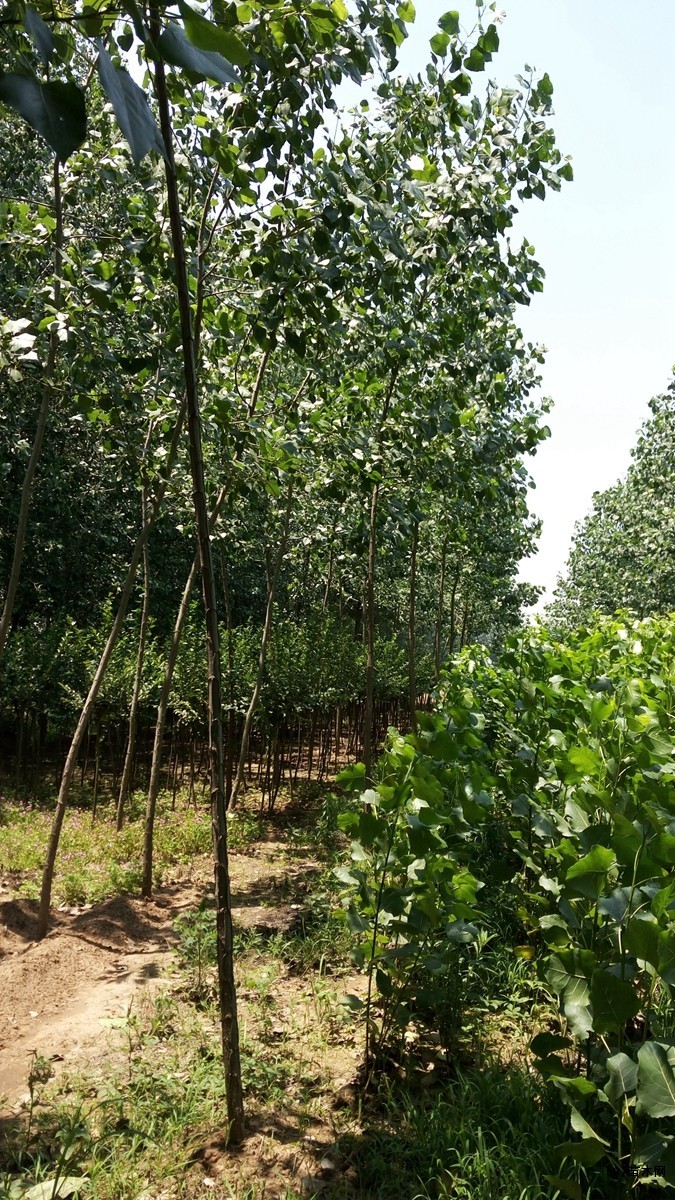 速生杨基地