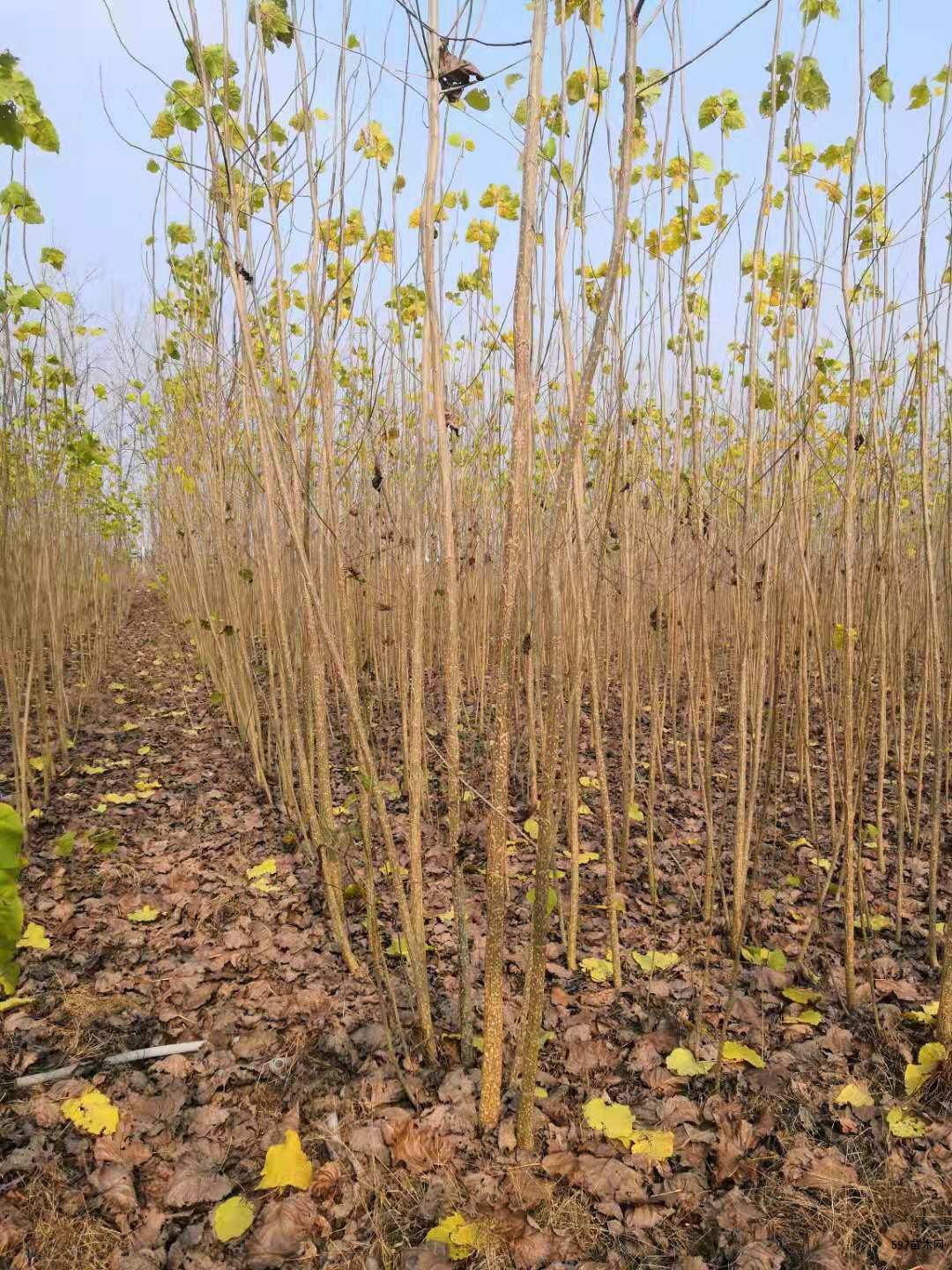 2公分价格无絮杨树新品种-597苗木网