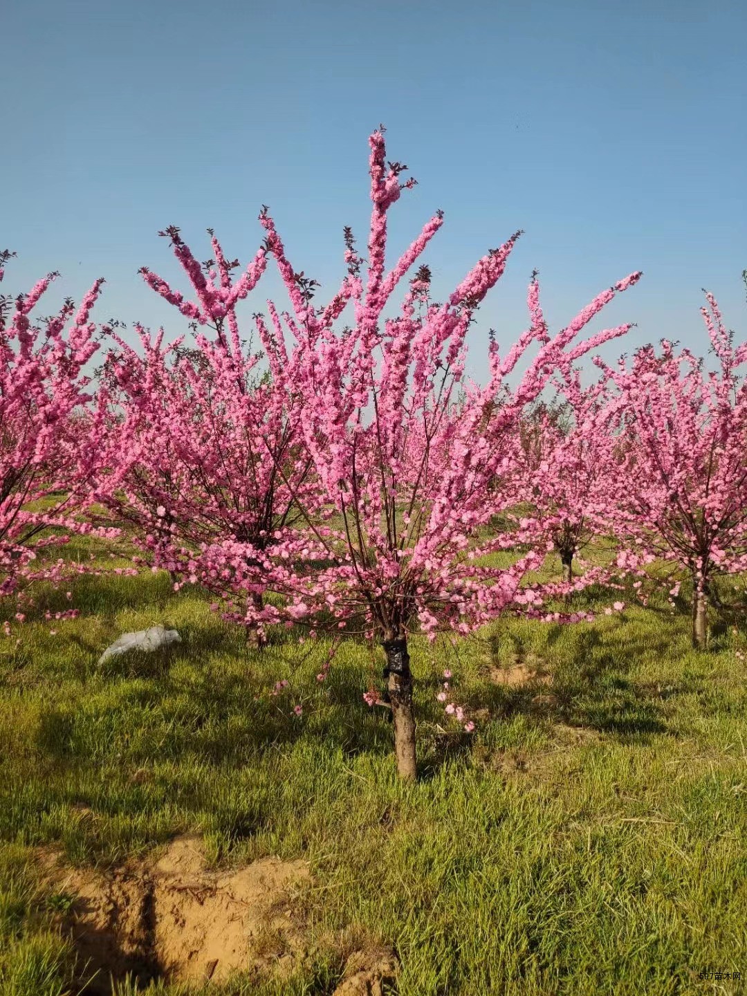 40-60冠幅榆叶梅苗木