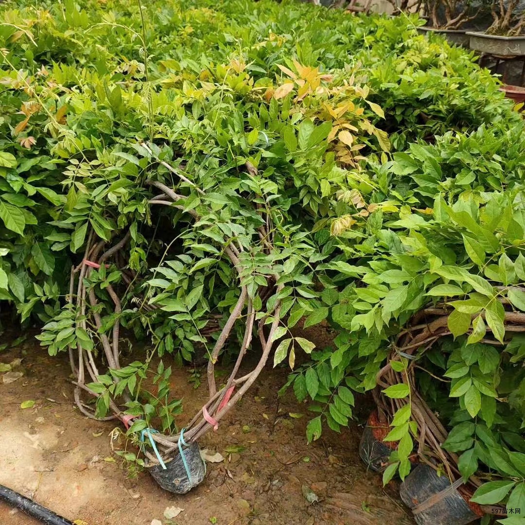 紫藤树,供应紫藤苗,紫藤花量大价小