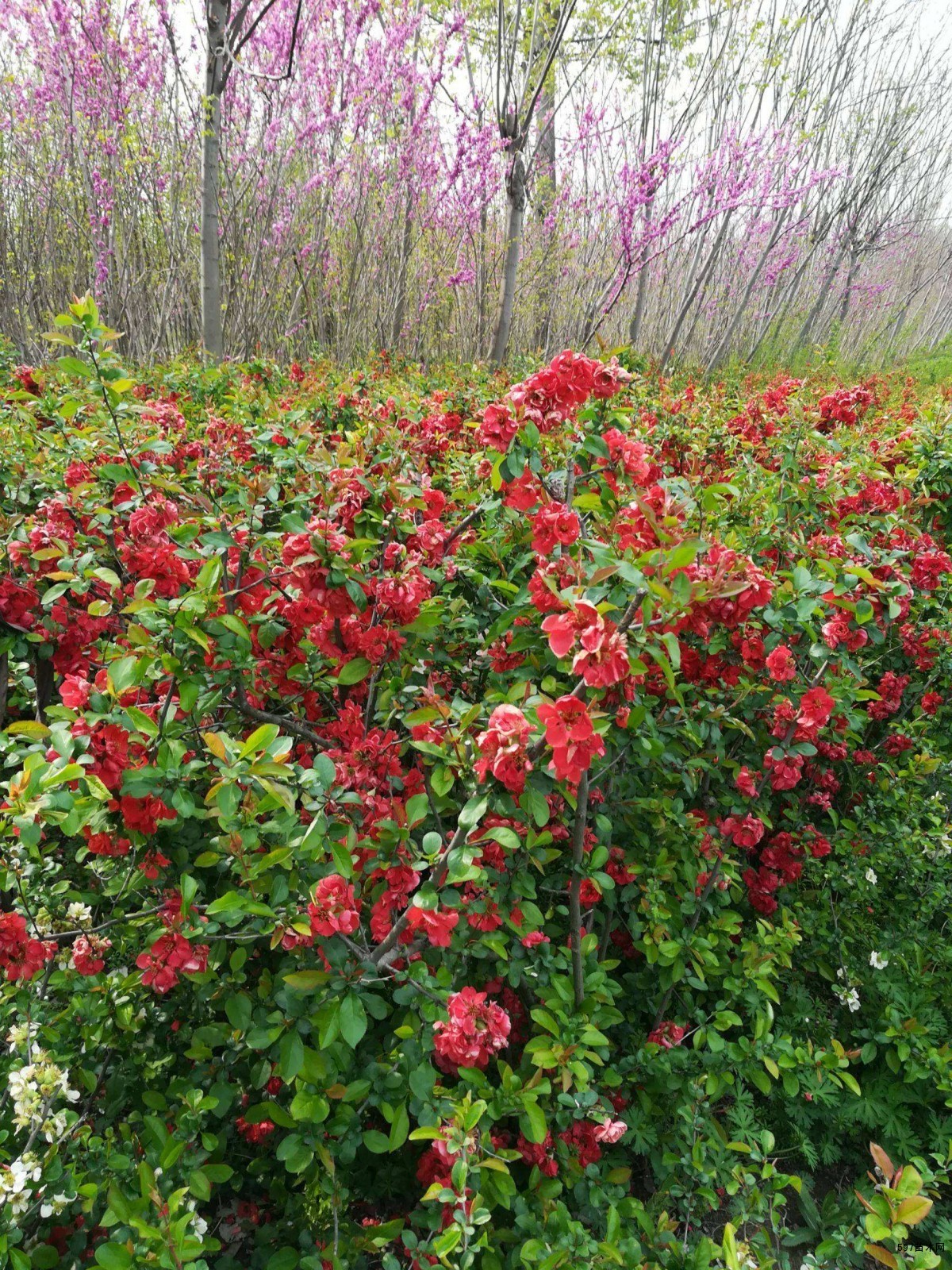 苗圃现货贴梗海棠,丛生贴梗海棠苗木