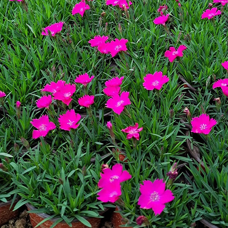 地被石竹  各种规格齐全