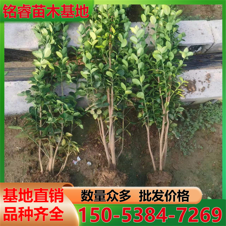 北海道黄杨树苗
